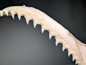 Grand requin gris (uniquement les soumissionnaires de lUE), Collections