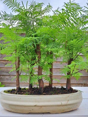 metasequoia bonsai in bonsaischaal - Hoogte (boom): 27 cm -