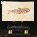 50 miljoen jaar geleden - Eoceen Een moderne Wunderkammer -