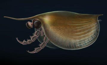 Prachtige Cambriërse dubbelartrópode – 520 miljoen jaar oud