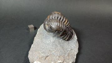 Trilobiet - Fossiel rugschild - Pedinopariops Vagabundus