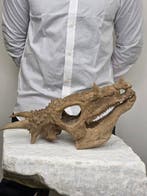 Gedetailleerde Dracorex hogwartsia schedelreplika –