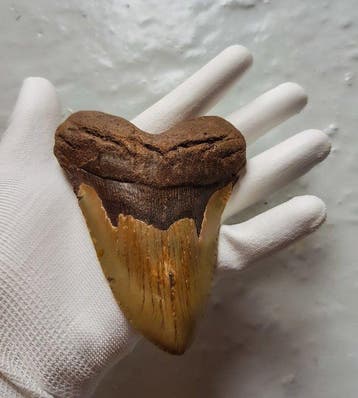 Megalodon - Fossiele tand - 12.4 cm - 9.4 cm
