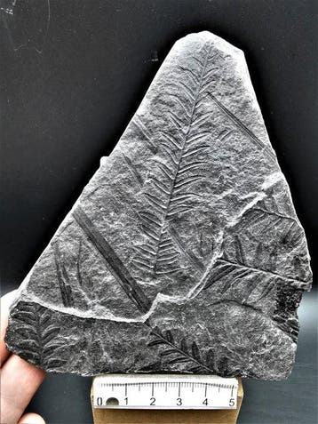 Varen - Gefossiliseerde plant - Alethopteris lonchitica