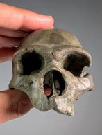 Antropologische schedelreplika - Fossiele schedel -