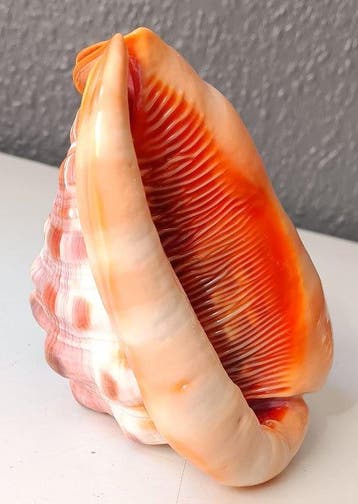 Bullmouth Coquillage marin - Cypraecassis rufa (Sans prix de, Antiek en Kunst