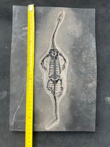 Reptile marin - Animal fossilisé - Fossile de Keichousaurus