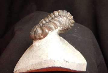 Fossiles - Animal fossilisé - Phacops - 6.5 cm