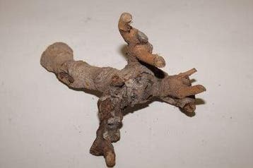 Kuwa Root stronk 25-30cm Naturel, Nieuw
