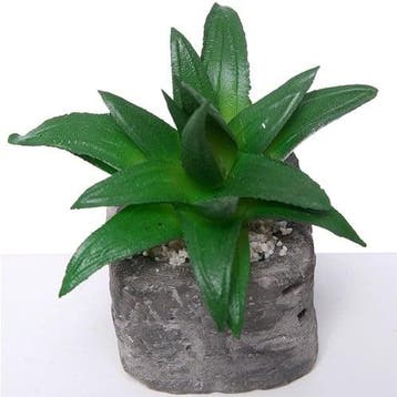 Succulent in Steeneffectpotje 8 cm per stuk, Nieuw