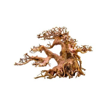 Bonsai boom, Dieren en Toebehoren, Verzenden, Nieuw