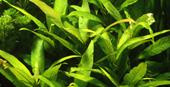 Hygrophila corymbosa Stricta - pot, Verzenden