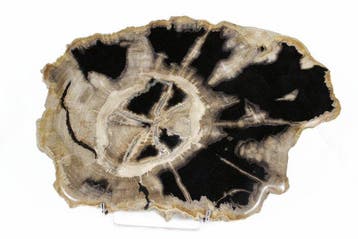 Versteend hout - Gefossiliseerd hout - Dipterocarpus - 41 cm