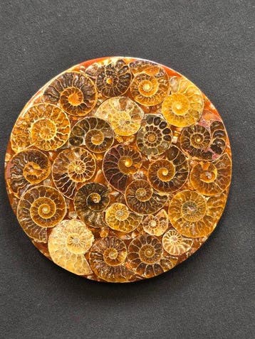 Ammoniet - Gefossiliseerd dier - Aioloceras (Cleoniceras)
