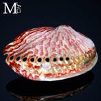 parelmoeren schelp - Haliotis midae – Zuid-Afrikaanse