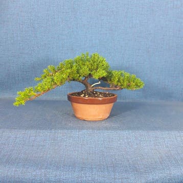 Jeneverbes bonsai (Juniperus) - Hoogte (boom): 12 cm -
