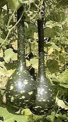 Amphora Lagenaria fleskalebas basiseenheid