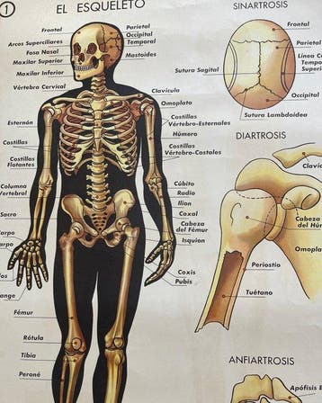 Coty - Editorial Vilamala - El Esqueleto - Los Musculos -