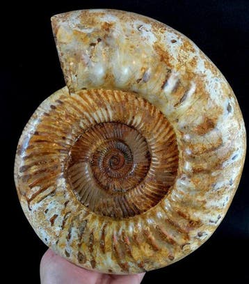 Ammoniet - Gefossiliseerd dier - Kranaosphinctes roedereri