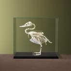 Bergeend Skelet Taxidermie Opgezette Dieren By Max, Ophalen of Verzenden, Nieuw, Vogel, Opgezet dier