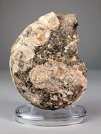 Ongewone Ammoite - Gefossiliseerde schelp - Rachophyllites