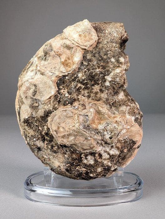 Ongewone Ammoite - Gefossiliseerde schelp - Rachophyllites, Collections, Minéraux & Fossiles