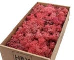 Rendiermos IJslandsmos Finlandsmos Pink Oudroze 500 gram, Nieuw