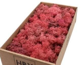 Rendiermos IJslandsmos Finlandsmos Pink Oudroze 500 gram, Nieuw