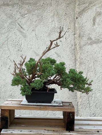 Bonsaï Genévrier (Juniperus) - Hauteur (arbre) : 35 cm -