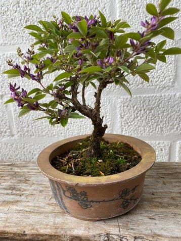 lespideza - Hoogte (boom): 13 cm - Diepte (boom): 13 cm -