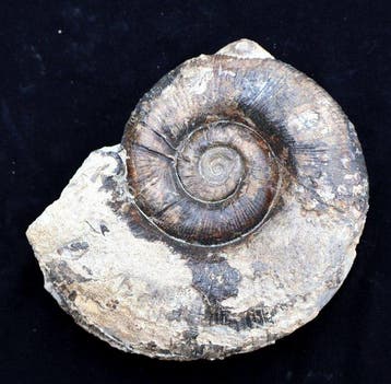 Ammonite sans prix de reserve - Coquillage fossilisé -