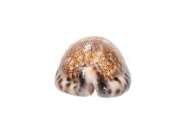 Super TOP GEM Giant  met gegevensblad Taxidermie