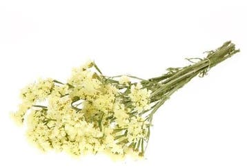 Statice Sinuata Lamsoor droogbloemen Yellow, Nieuw