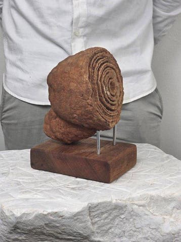 Gefossiliseerd dier - Stromatolite Fossil with Integrated, Collections, Minéraux & Fossiles