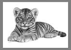 Schu - Tiger Cub