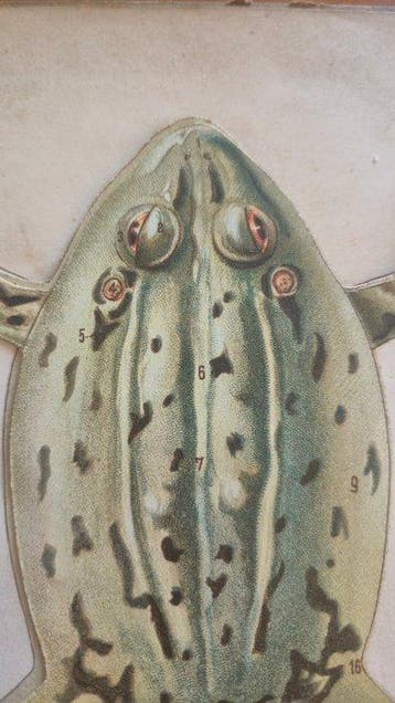 J. Anglas - Les Animaux de Laboratoire: La Grenouille