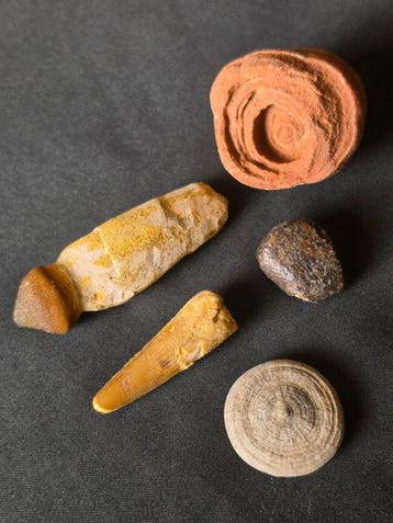 Gefossiliseerd dier - Fossil & Meteorite Collection –