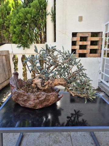 Bonsaï Olivier (Olea europaea) - Hauteur (arbre) : 30 cm -, Antiquités & Art