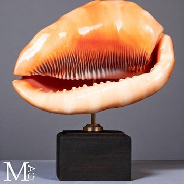 Levendig oranje Bullmouth-helmomhulsel Shell met een