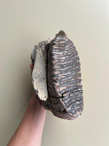 Mammouth laineux - Molaire fossile - Mammuthus primigenius -, Collections