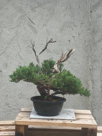 Jeneverbes bonsai (Juniperus) - Hoogte (boom): 31 cm -