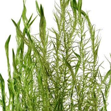 Mayaca fluviatilis - In Vitro, Verzenden, Nieuw