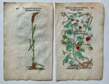 Leonhart Fuchs - Primi de stirpium historia commentariorum