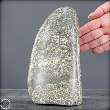 Natuurlijke krinoïden-vrije vorm uit Indonesië- 2529.63 g