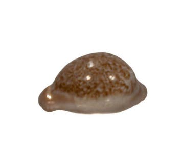 Roodbruine Zuid-Afrikaanse kauri: Cypraea fuscorubra (37 mm), Nieuw