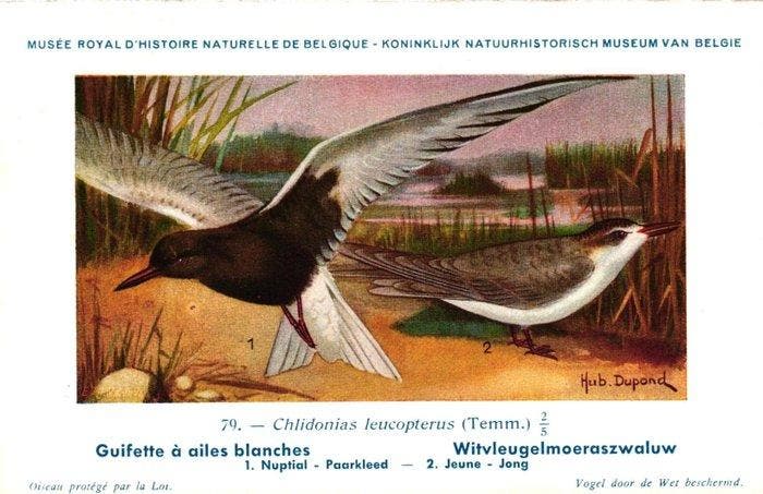 België - Dieren - Dieren - vogels + enkele andere -, Verzamelen, Postkaarten | Buitenland
