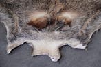 Sanglier Support mural pour taxidermie - Sus scrofa - 110 cm