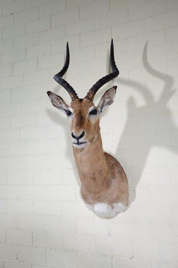 Impala Taxidermie wandmontage - Aepyceros melampus - 35 cm -, Verzamelen, Dierenverzamelingen, Nieuw
