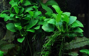 Tropica  Anubias barteri Petite ( nana bonsai), Dieren en Toebehoren, Vissen | Aquaria en Toebehoren, Verzenden, Nieuw