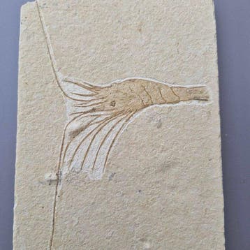 Fossiele garnaal - Gefossiliseerd dier - Carpopenaeus